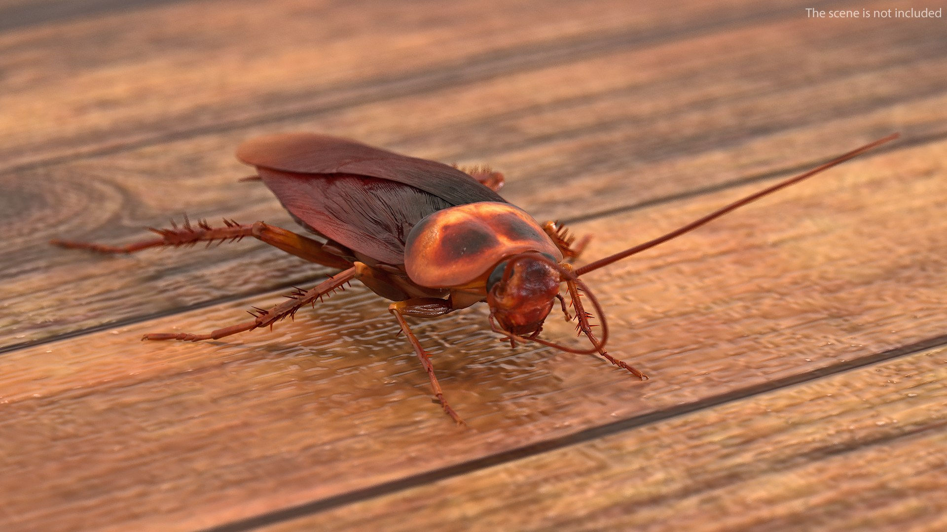 Wallpaper #SWdXCpMBSpphPi3-q9Qk111 3D Animated Cockroach Cleans Mustache Rigged for Cinema 4d Turbosquid