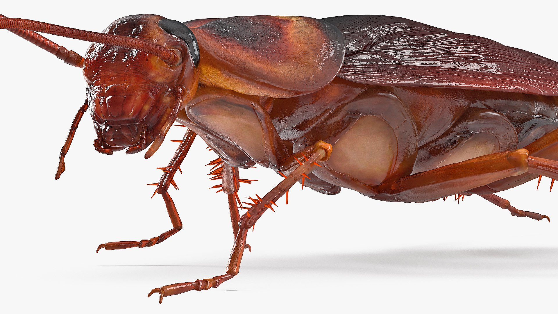 Wallpaper #SWdXCpMBSpphPi3-q9Qk113 3D Animated Cockroach Creeps Rigged for Cinema 4d Turbosquid 2102533