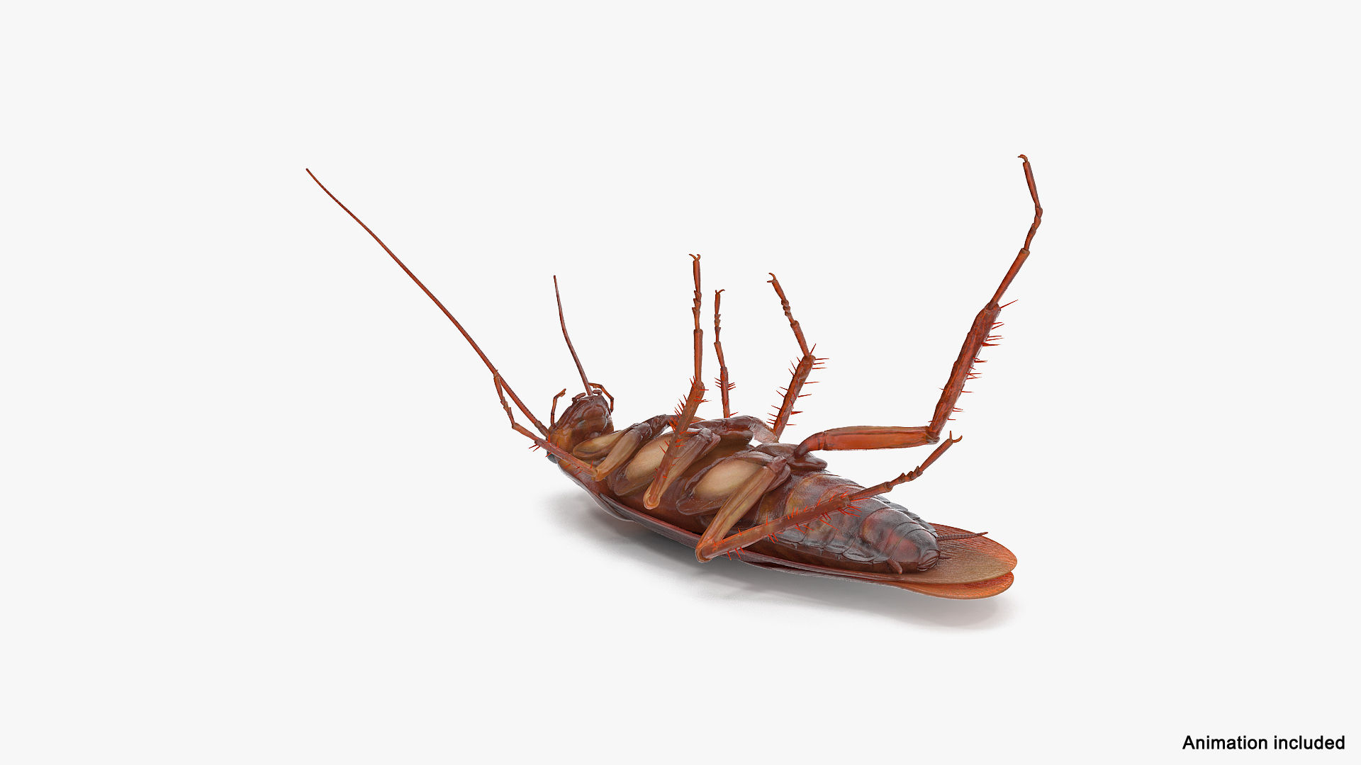Wallpaper #SWdXCpMBSpphPi3-q9Qk63 3D Animated Cockroach Upside Down Rigged for Cinema 4d Turbosquid 2105265