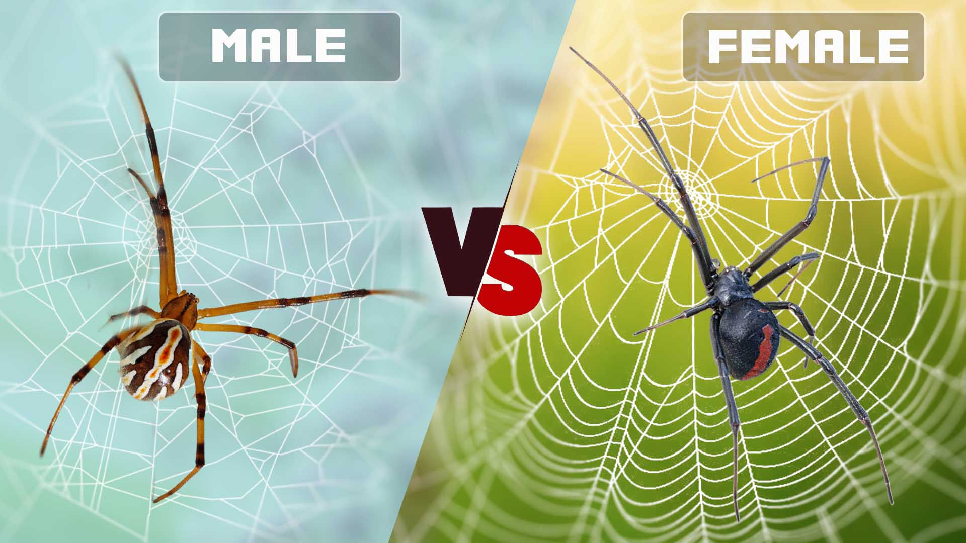 Wallpaper #5vQUOpMBKFX8bn3rPHdj235 Male vs Female Black Widow Spider Identifying the Differences