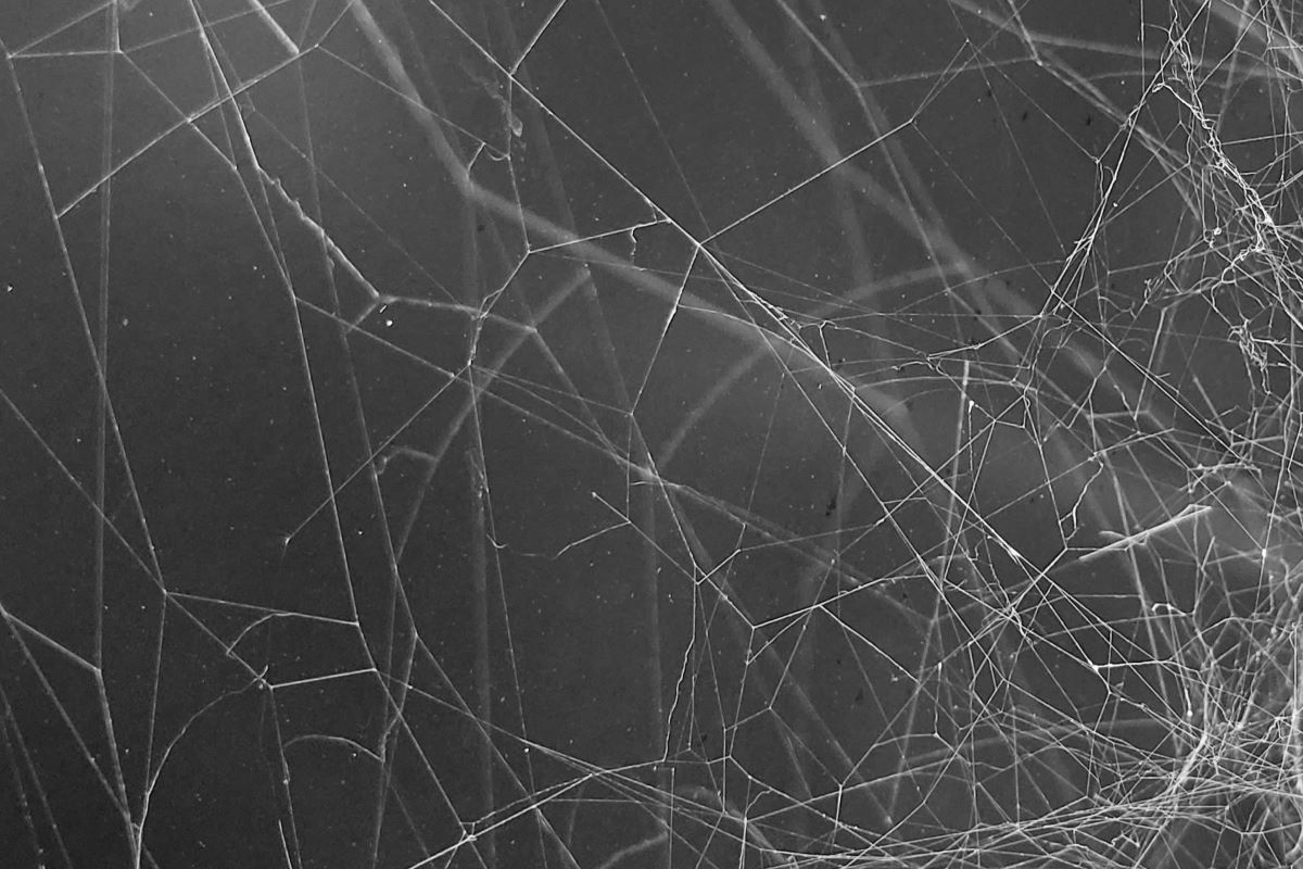 Wallpaper #zqkWiJcBxbDgA0Rl1O5S138 What Are Cobwebs Redfin