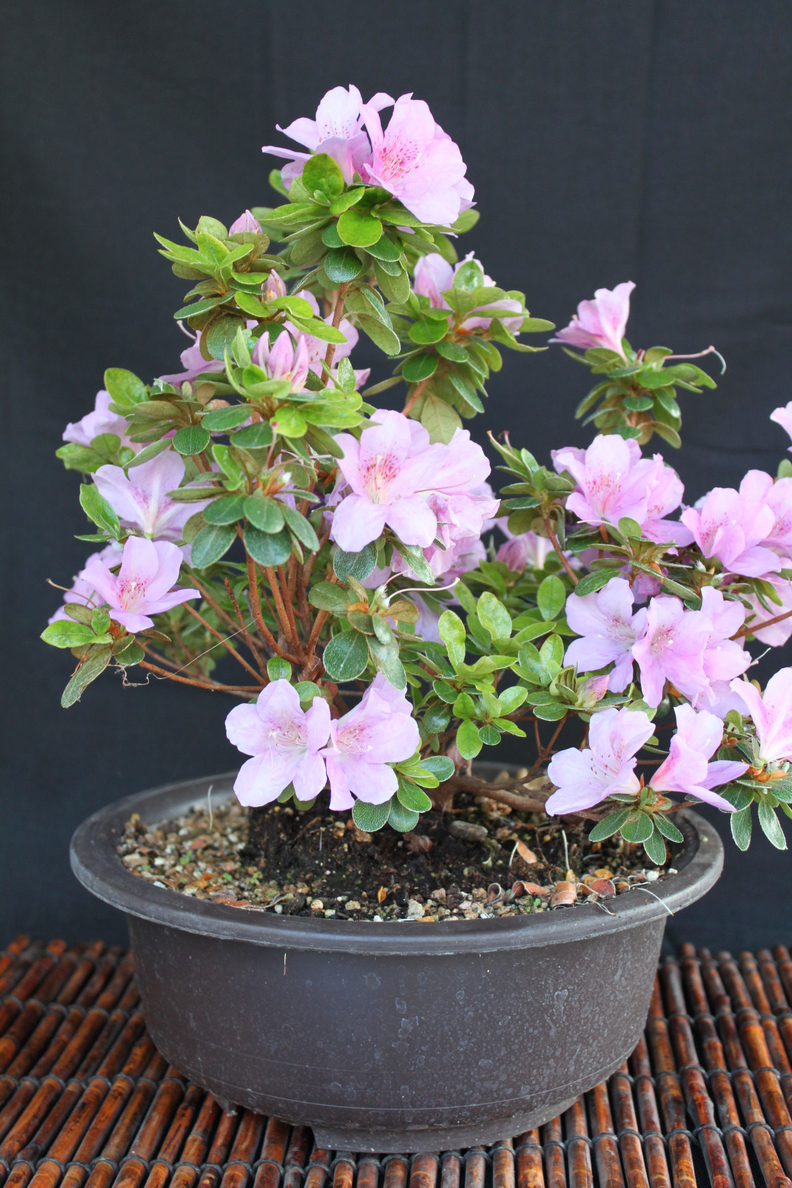 Wallpaper #d8e0c Satsuki Azalea Bonsai Trees Buy Online Greenwood Bonsai Studio