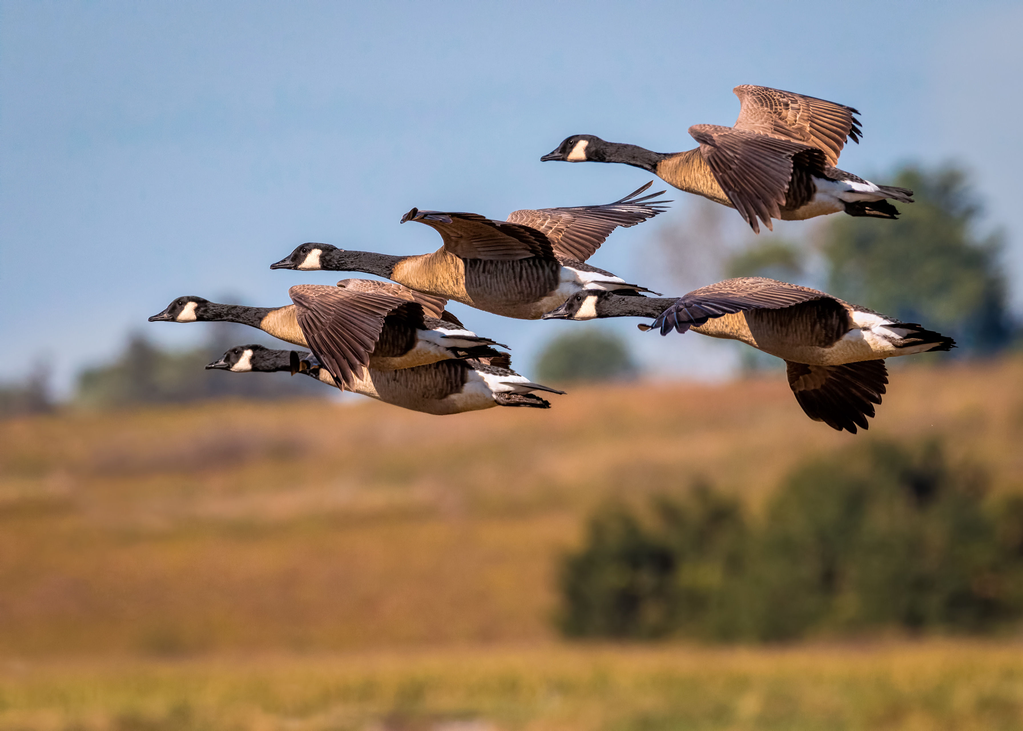 Wallpaper #4334F Canada Goose Migration a Complete Guide Birdfact