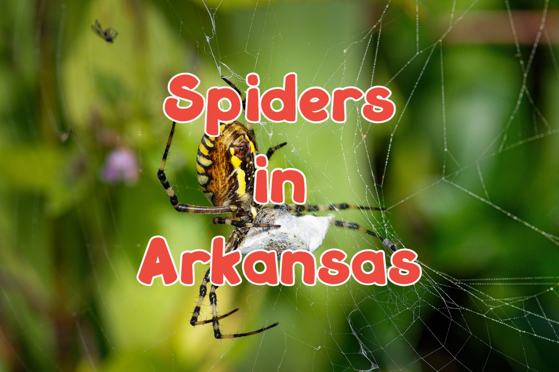 Wallpaper #GvSnOZMBKFX8bn3rXXez179 30 Spiders in Arkansas Pictures and Identification