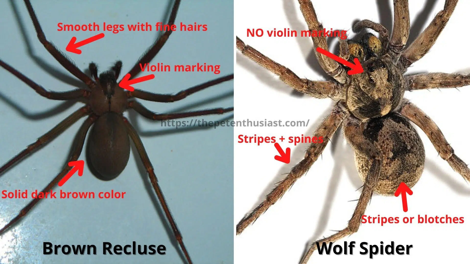 Wallpaper #HhmCDo8BtGB6xQ788FoY38 Brown Recluse vs Wolf Spider 13 Differences to Identify Them