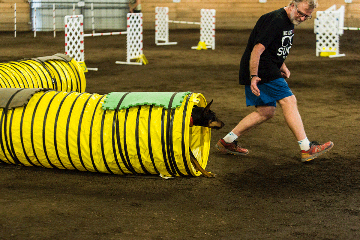 Wallpaper #4gDh644BSdW8dNouRBIX40 25 Gifs of Dogs Competing in Agility