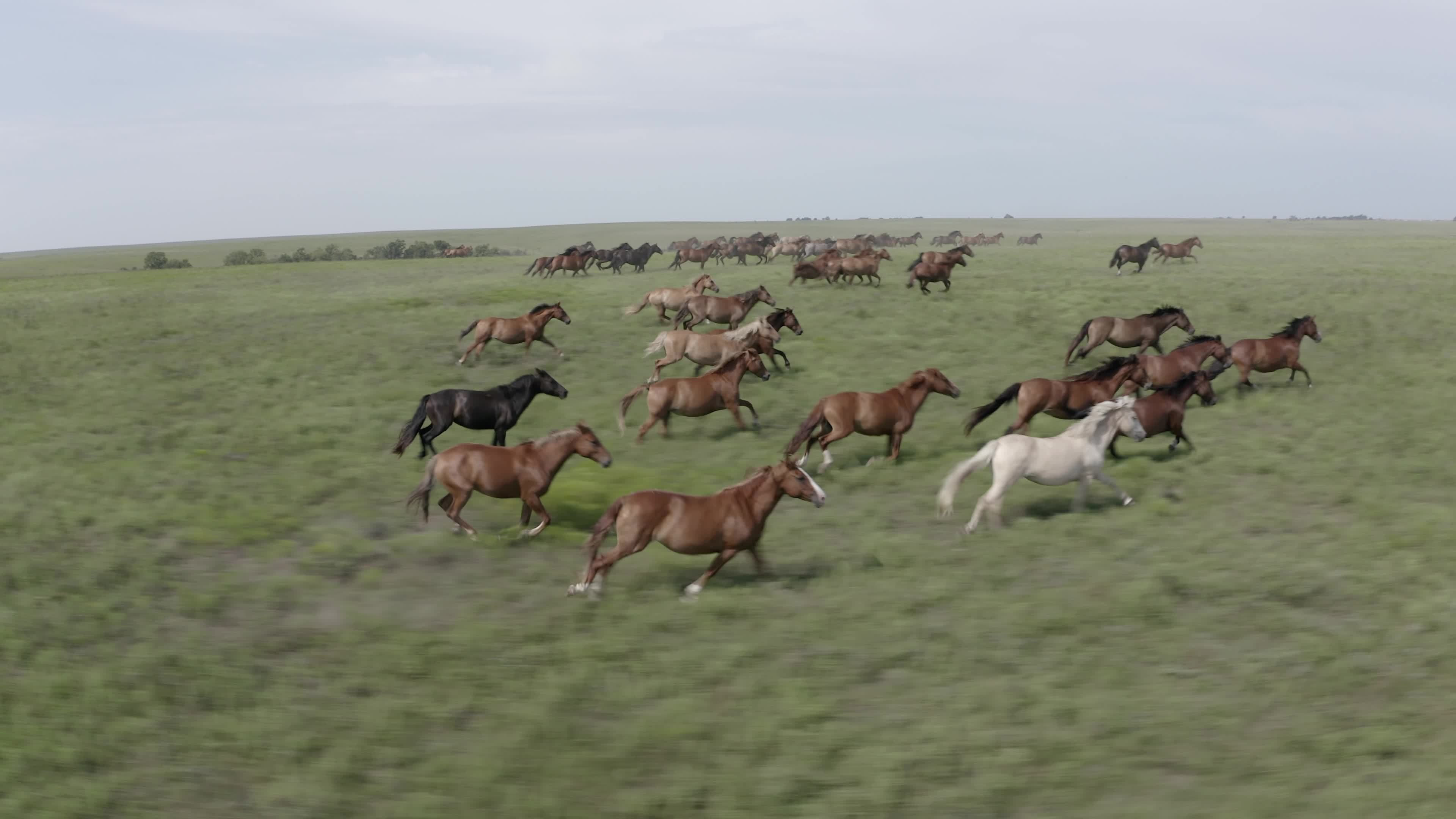 Wallpaper #01bDeZcBsd6xcFiE6tsZ79 Horses Running in a Herd