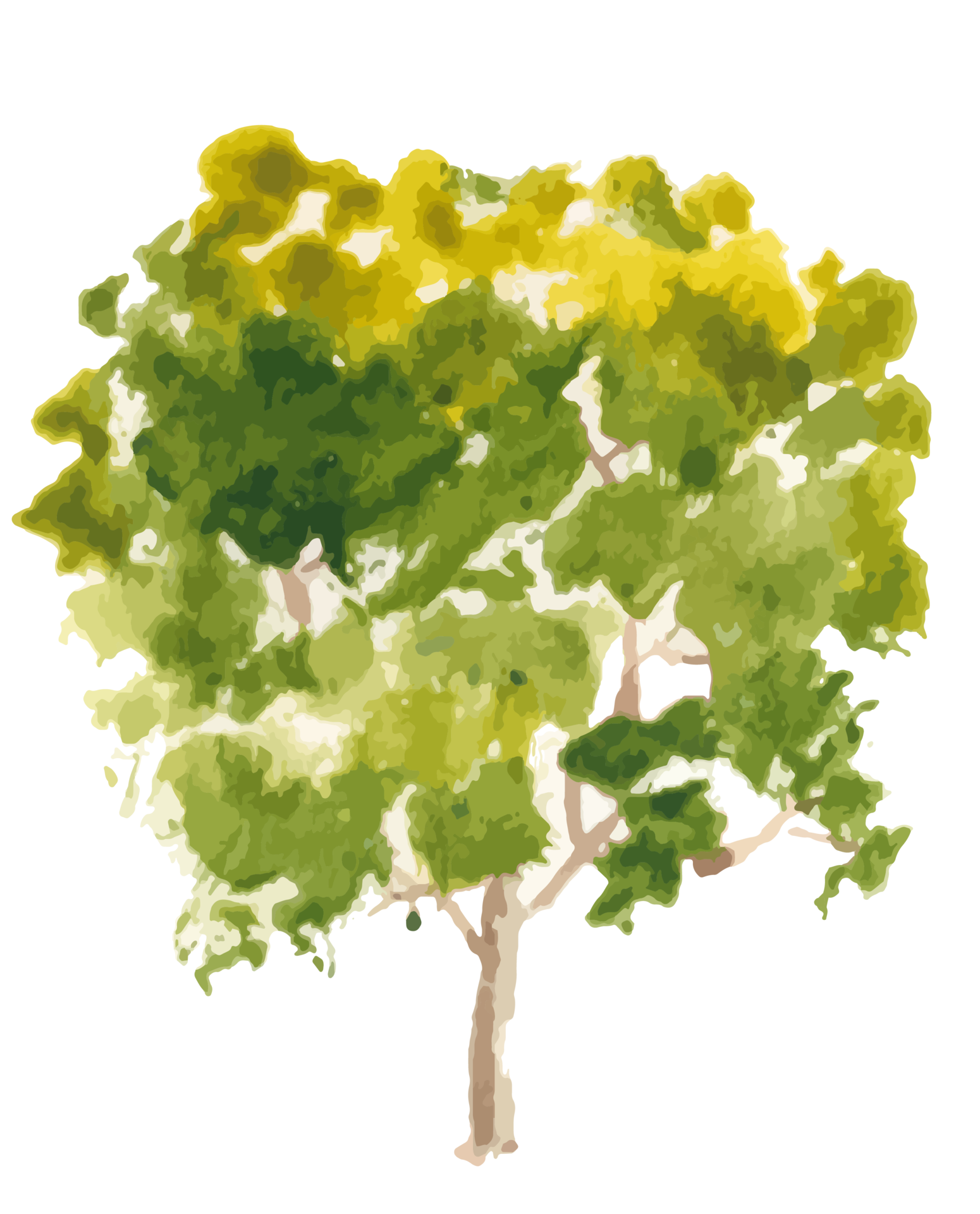 Wallpaper #BWgvFZMBSpphPi3-Zwec157 Hand Drawn Tree Watercolor Illustration 11027775 Png