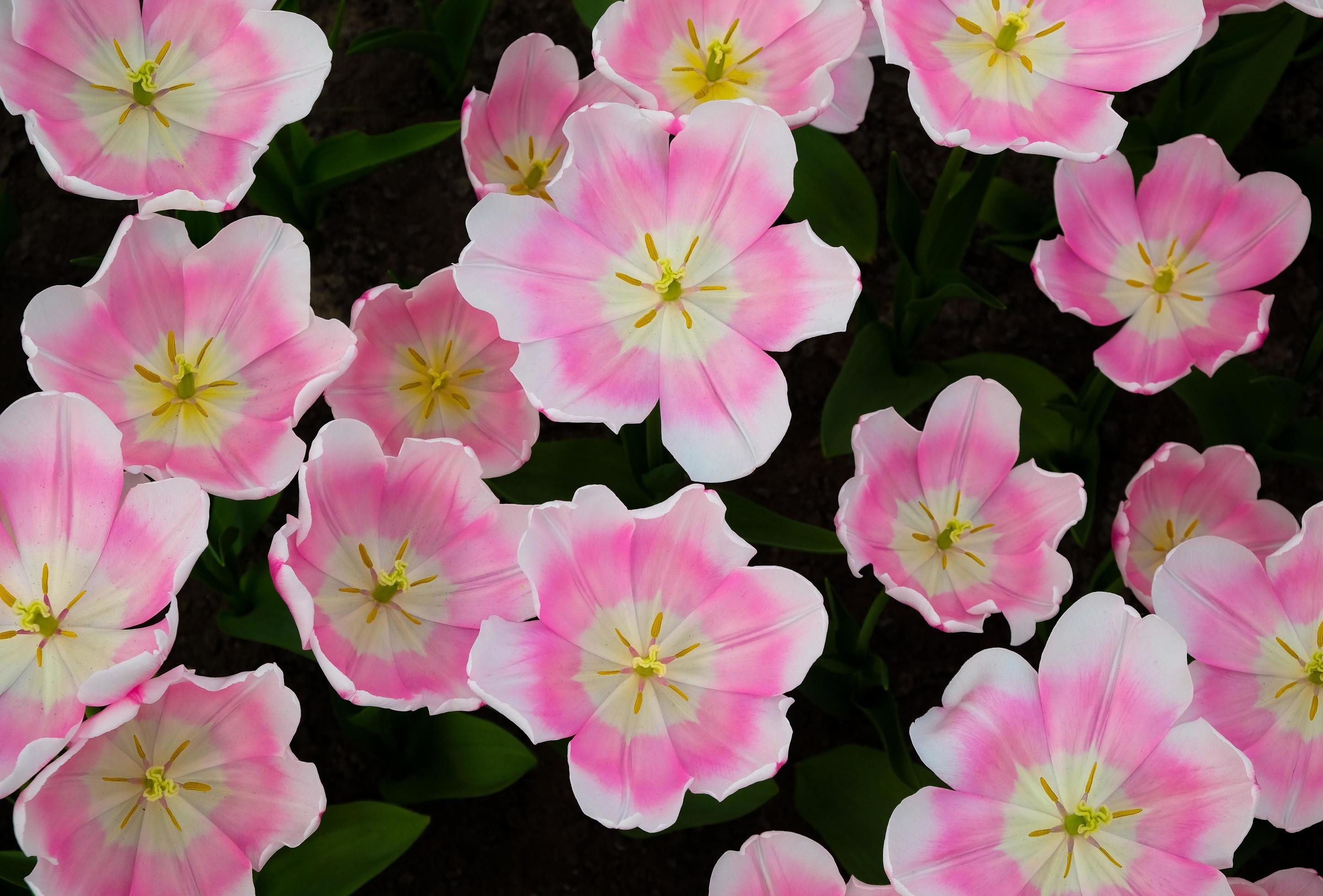 Wallpaper #4GdP9JIBSpphPi3-k3mn279 Pink Blooming Beautiful Flowers Pattern 10330267 Stock Photo at Vecteezy