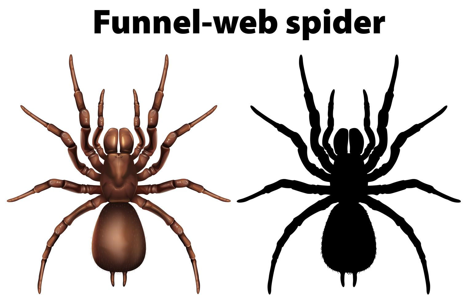 Wallpaper #E2c47pIBSpphPi3-v1xa310 Funnel Web Spider in Silhouette and Colored 455416 Vector Art at Vecteezy