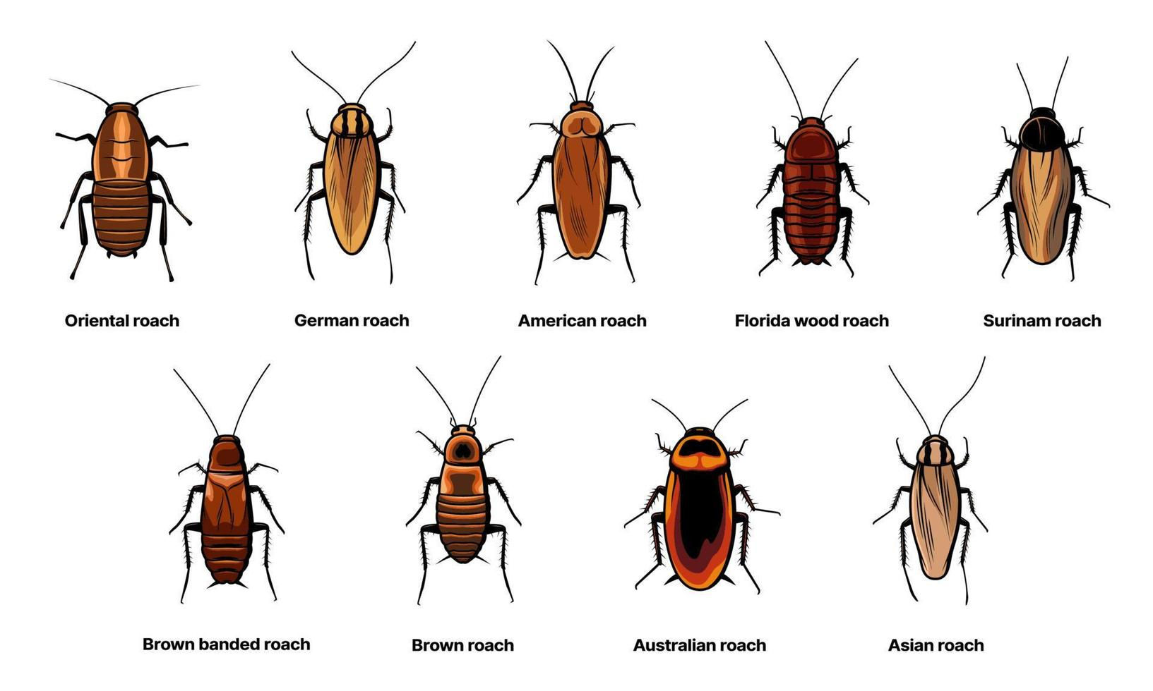 Wallpaper #SWdXCpMBSpphPi3-q9Qk366 Cockroach Set Insect Roach and Bug Species Icons 15600387 Vector Art