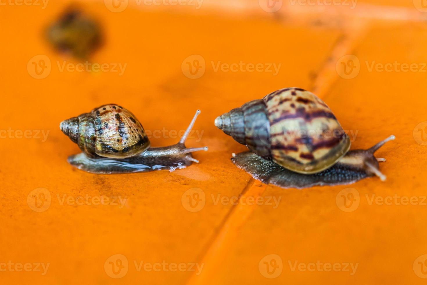 Wallpaper #9mdFCpMBSpphPi3-NNO0390 Snail Crawling on the Floor 8622141 Stock Photo at Vecteezy
