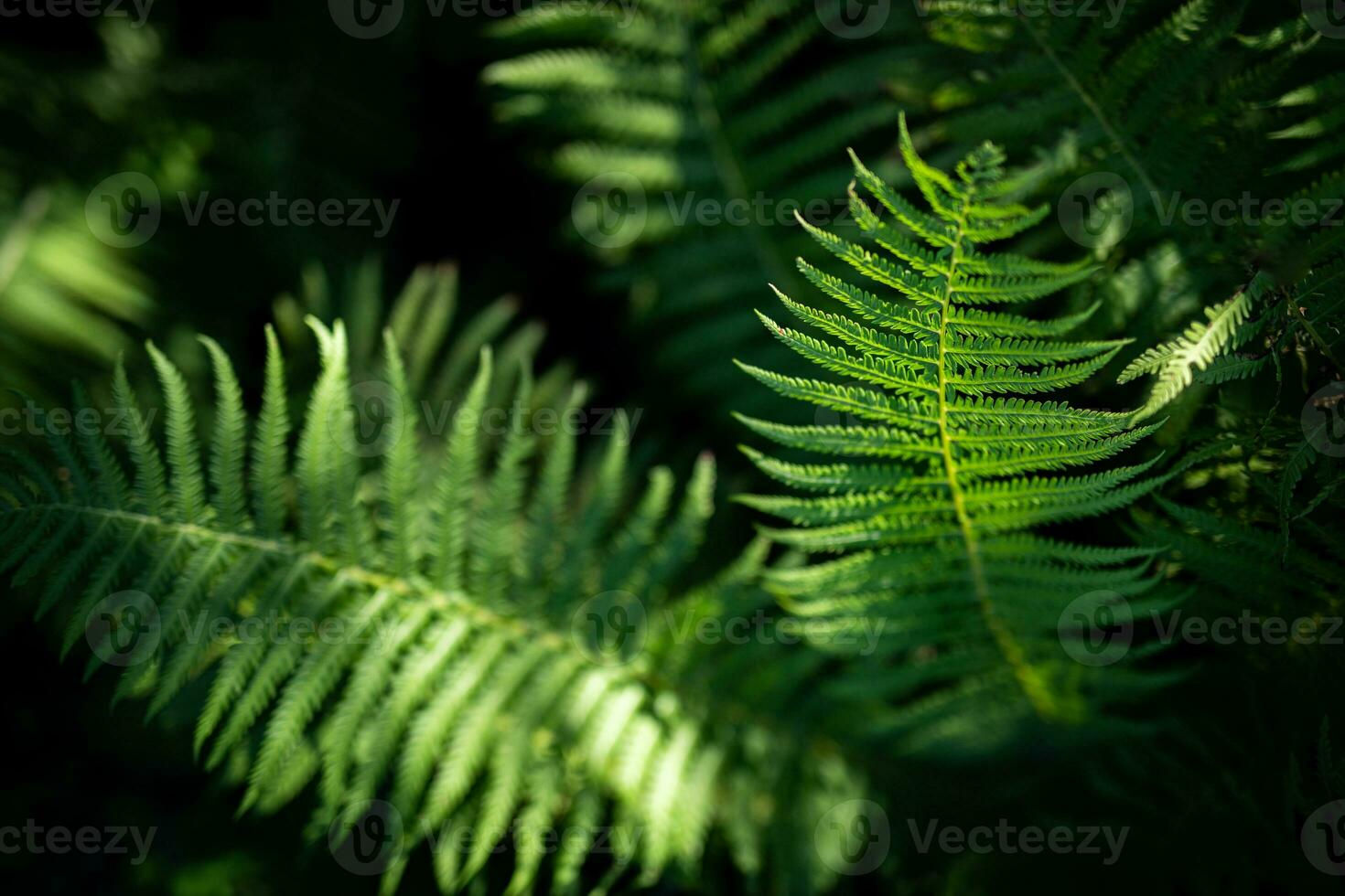 Wallpaper #9GjNGZMBSpphPi3-4hi1252 Beautiful Abstract Nature Background Tranquil Relaxation Fresh Green