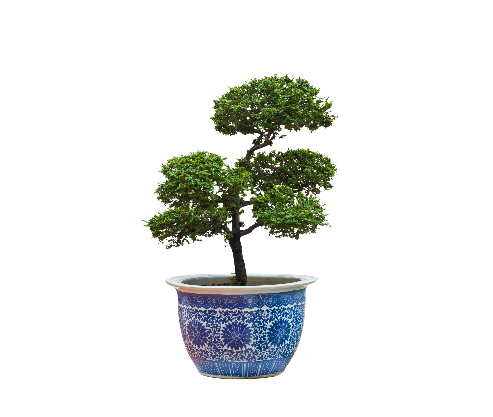 Wallpaper #jWdLE5MBSpphPi3-Rv-o325 Beautiful Japanese Bonsai Tree Growing in Ceramic Potted Plant on