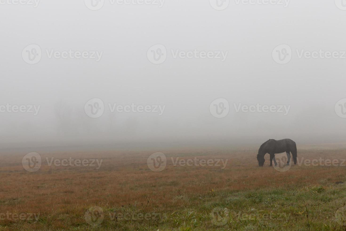 Wallpaper #CR2YLJMBlOZrFDOk0ssm275 Beautiful Black Horse 9549345 Stock Photo at Vecteezy