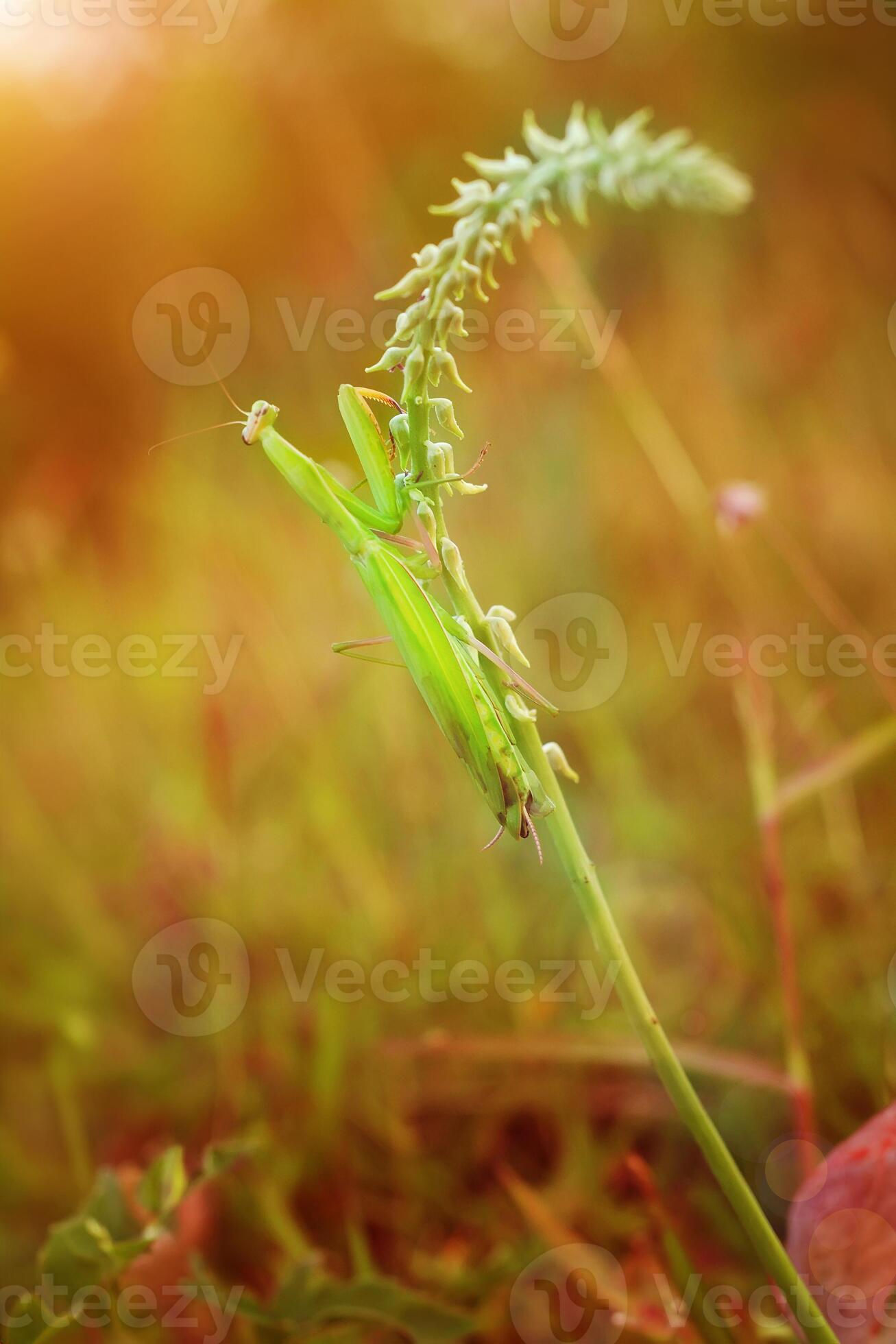 Wallpaper #9mdFCpMBSpphPi3-NNO0218 Praying Mantis Mantodea is Crawling on the Tops of Grass Leaves
