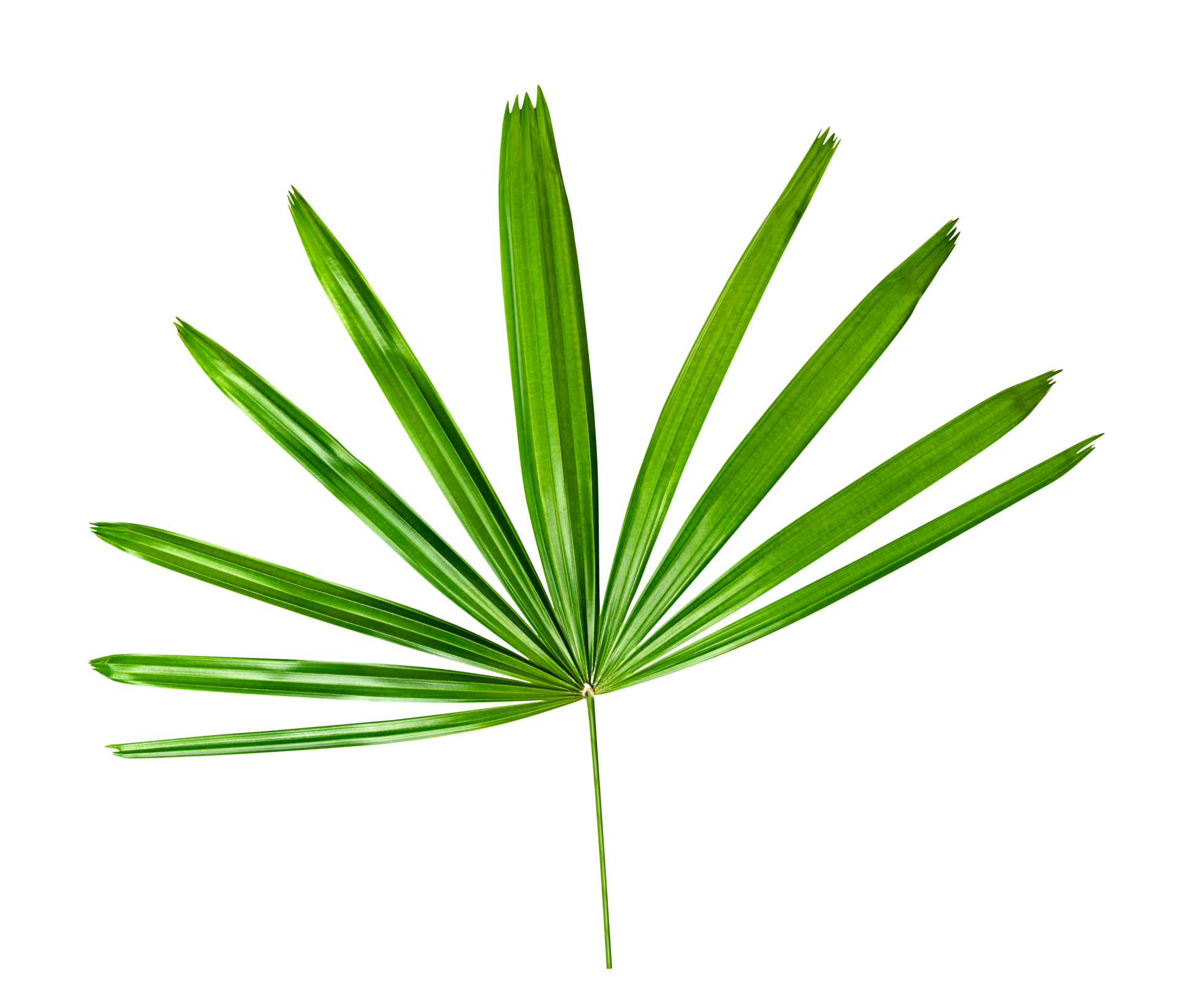 Wallpaper #am19apcBycdYOYFTxHE6130 Green Leaves Patternleaf Palm Tree Isolated on White Background with