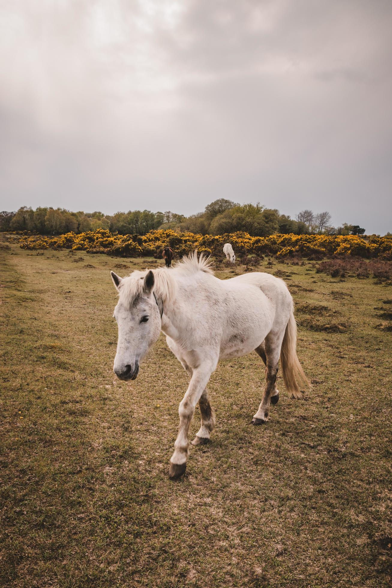 Wallpaper #8h2ULJMBlOZrFDOkIMqE72 Beautiful White Horse in Nature 8118910 Stock Photo at Vecteezy