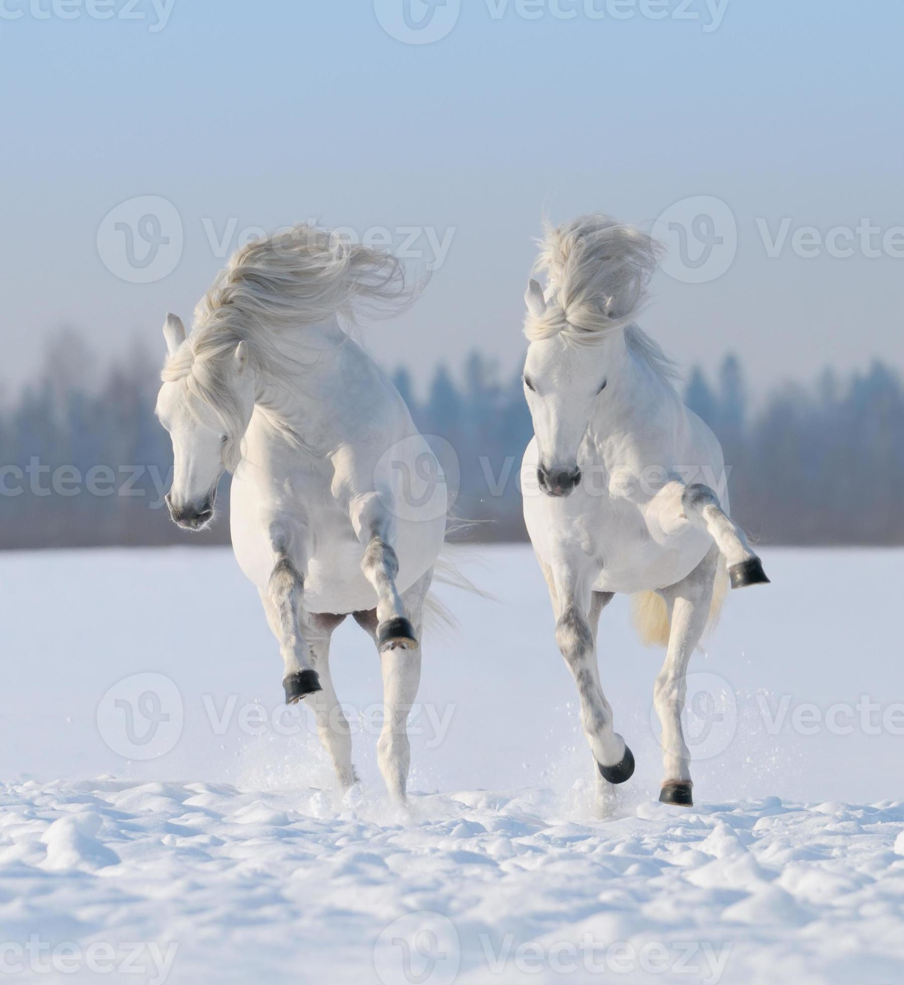 Wallpaper #Rmc1DJMBSpphPi3-Bt0d278 A Pair of Snow White Horses Galloping in the Snow 844584 Stock Photo at