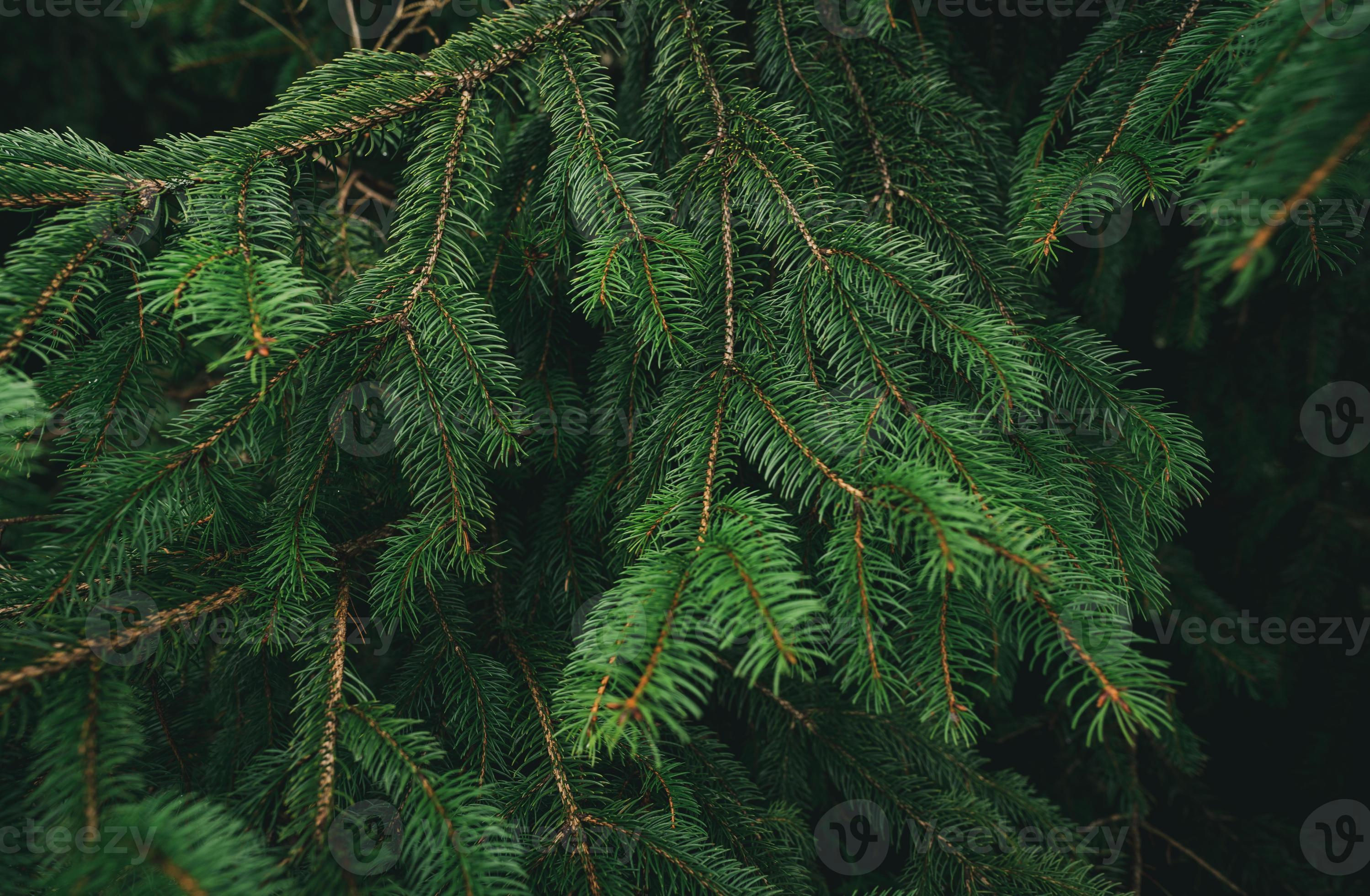 Wallpaper #BGdQC5MBSpphPi3-qtkV189 Green Pine Tree Leaves and Branches on Dark Background in the Forest