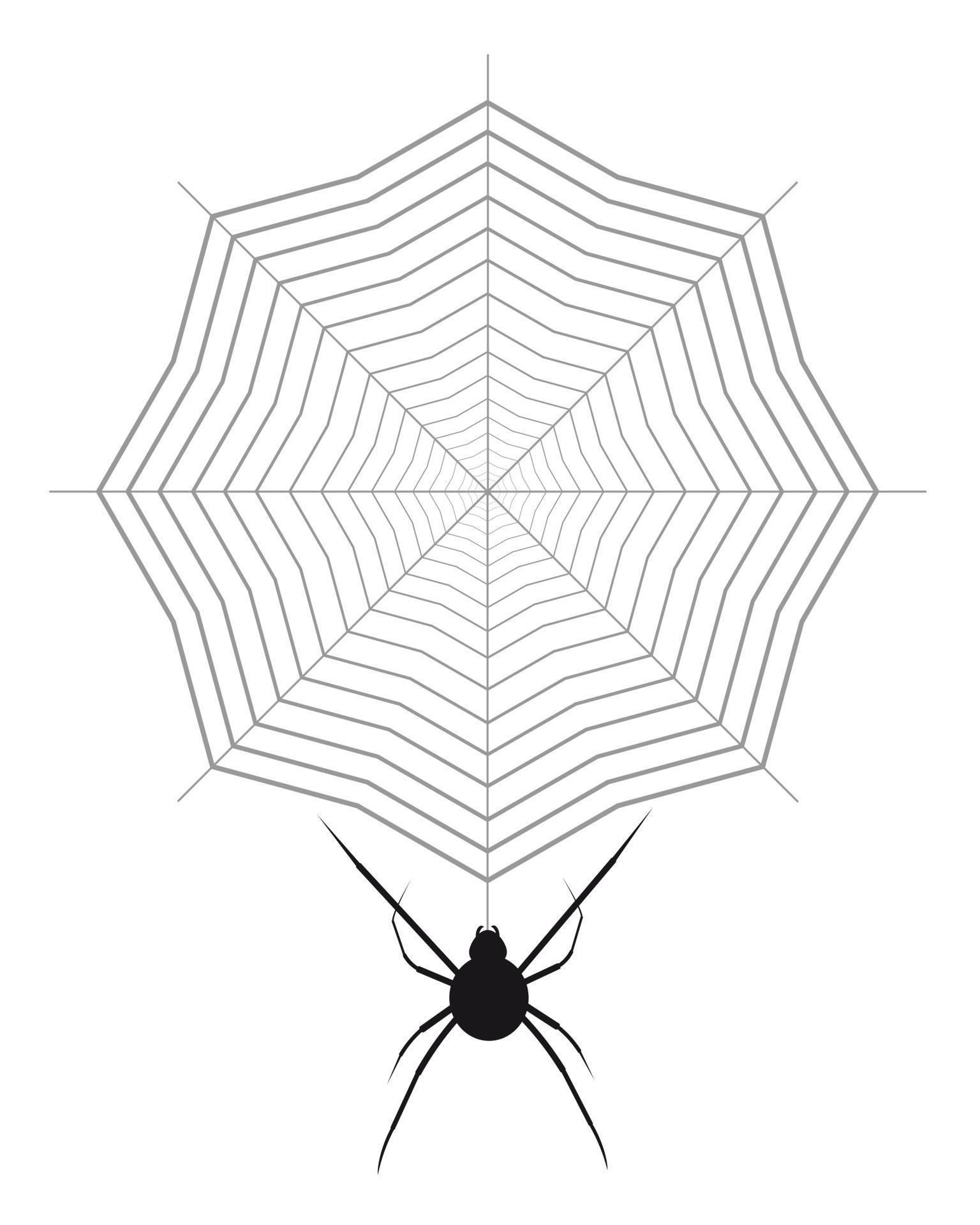Wallpaper #9mdFCpMBSpphPi3-NNO024 Spider Crawling on the Web on a White Background 14743564 Vector Art at