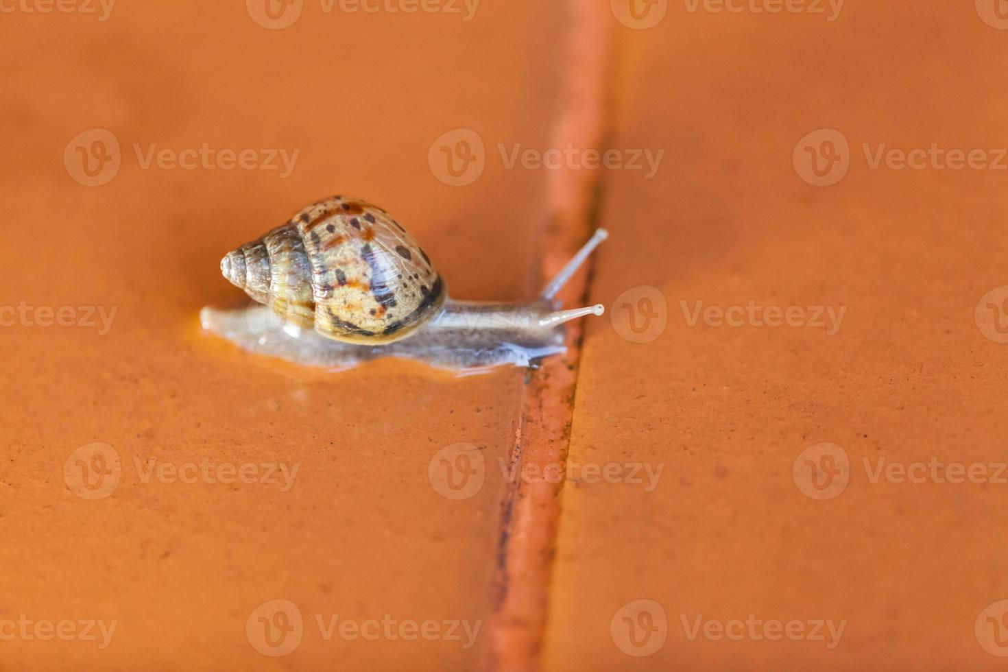 Wallpaper #9mdFCpMBSpphPi3-NNO0517 Snail Crawling on the Floor 8622139 Stock Photo at Vecteezy