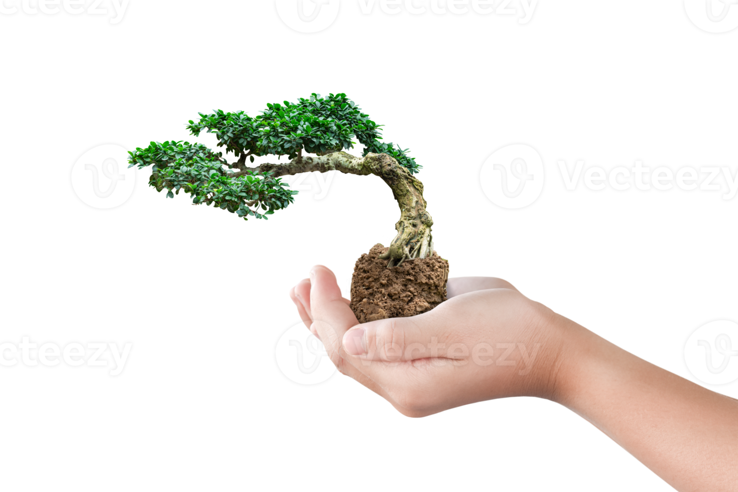Wallpaper #jWdLE5MBSpphPi3-Rv-o268 Hand Holding Bonsai Tree 18742921 Png