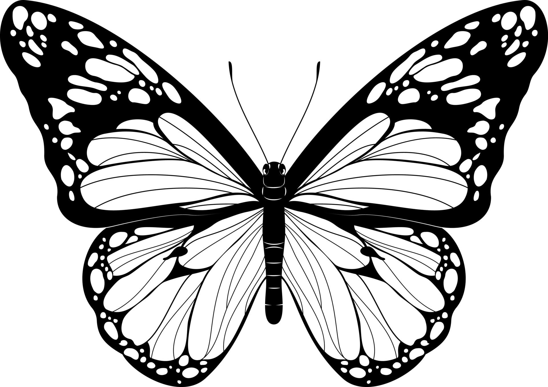 Wallpaper #NL0NpJcBxtB1RJ-K4LkL63 Beautiful Butterfly Black and White Butterfly Vector Illustration