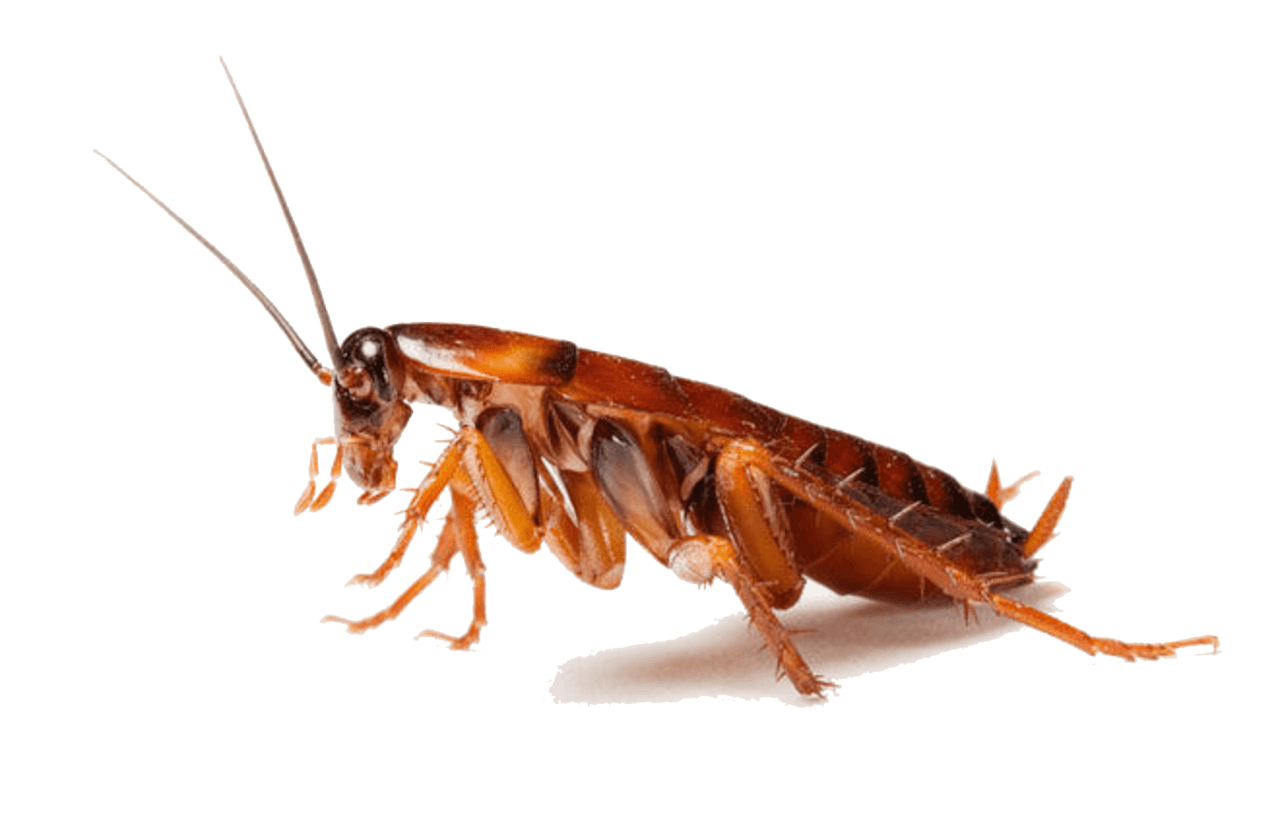 Wallpaper #SWdXCpMBSpphPi3-q9Qk297 Cockroach Png Transparent Cockroachpng Images Pluspng