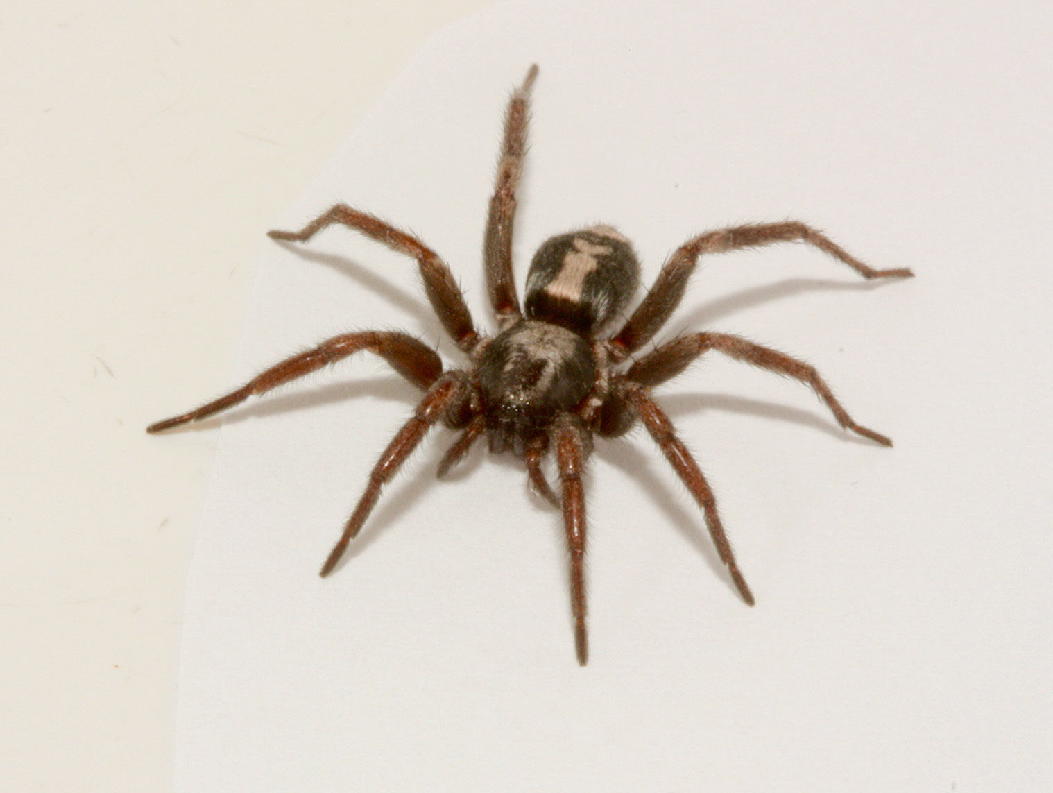 Wallpaper #ce6bd Giant Spider on the Ceiling of an Abandoned Psychiatric Hospital R