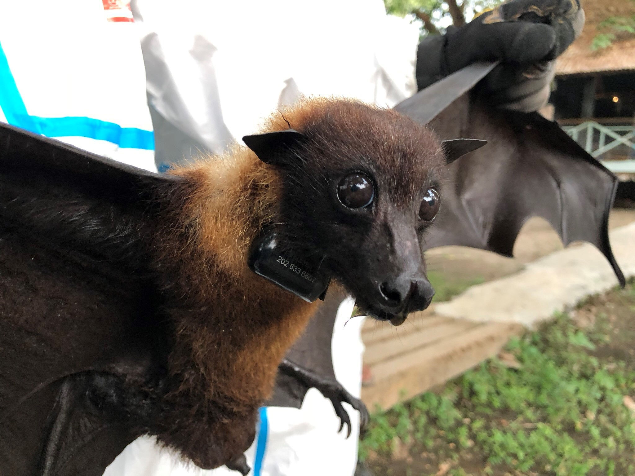 Wallpaper #S2cLE5MBSpphPi3-pP5k253 Satellite Tracking of Bats in Myanmar Smithsonians National Zoo and