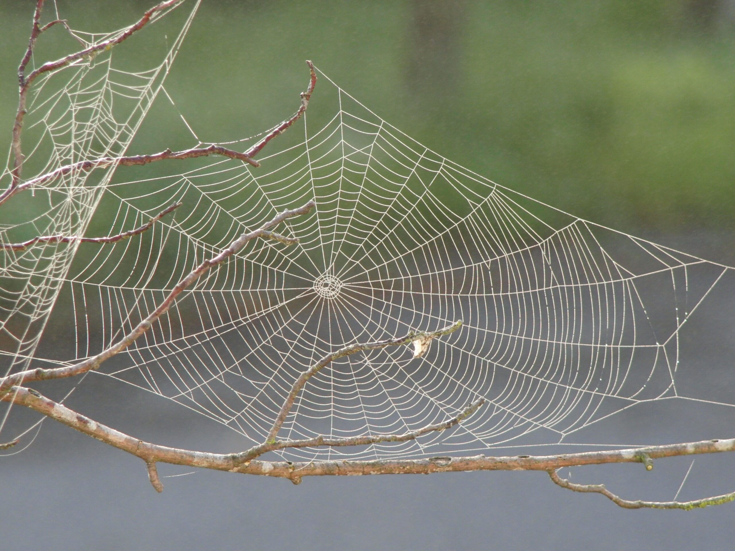 Wallpaper #P-bVMpMBA7IOc3WmdhKX237 Insects with Webs at Bryan Horne Blog