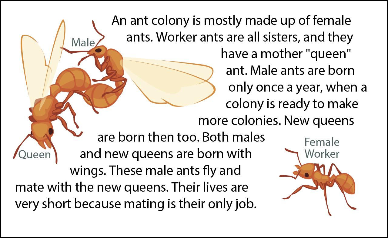 Wallpaper #9Sz7SZMB0E1QgA7wY_R596 Biology Reading Flashcards Ants Ask a Biologist