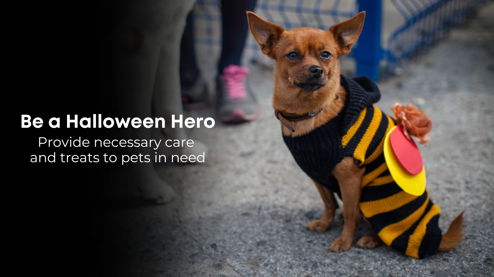 Wallpaper #2GgpF5MBSpphPi3-XA1q50 Be a Halloween Hero Treat Pets and Support Your Community Toronto