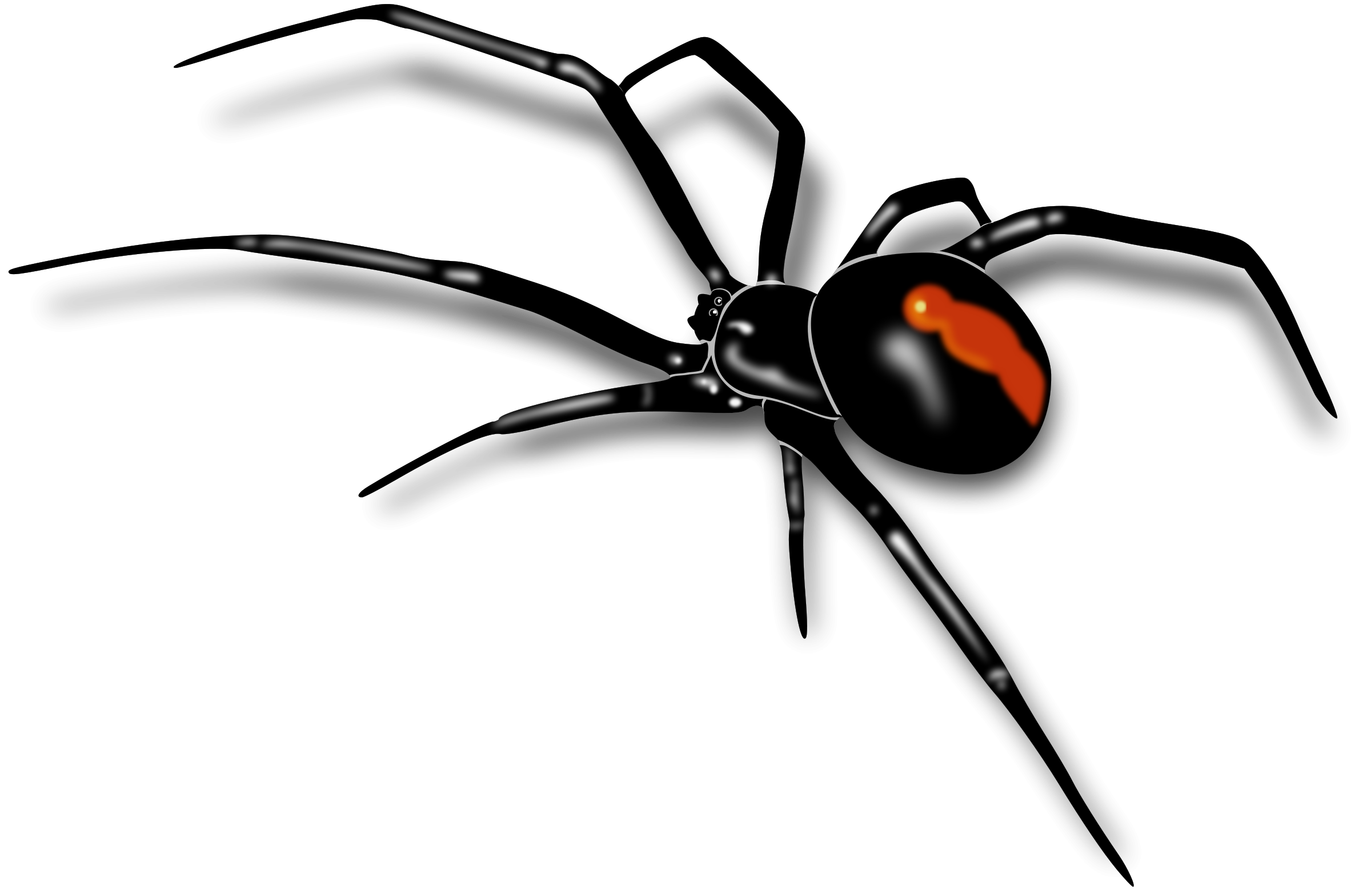 Wallpaper #aRnOEo8BtGB6xQ786WQF50 Spider Vector Clipart Best