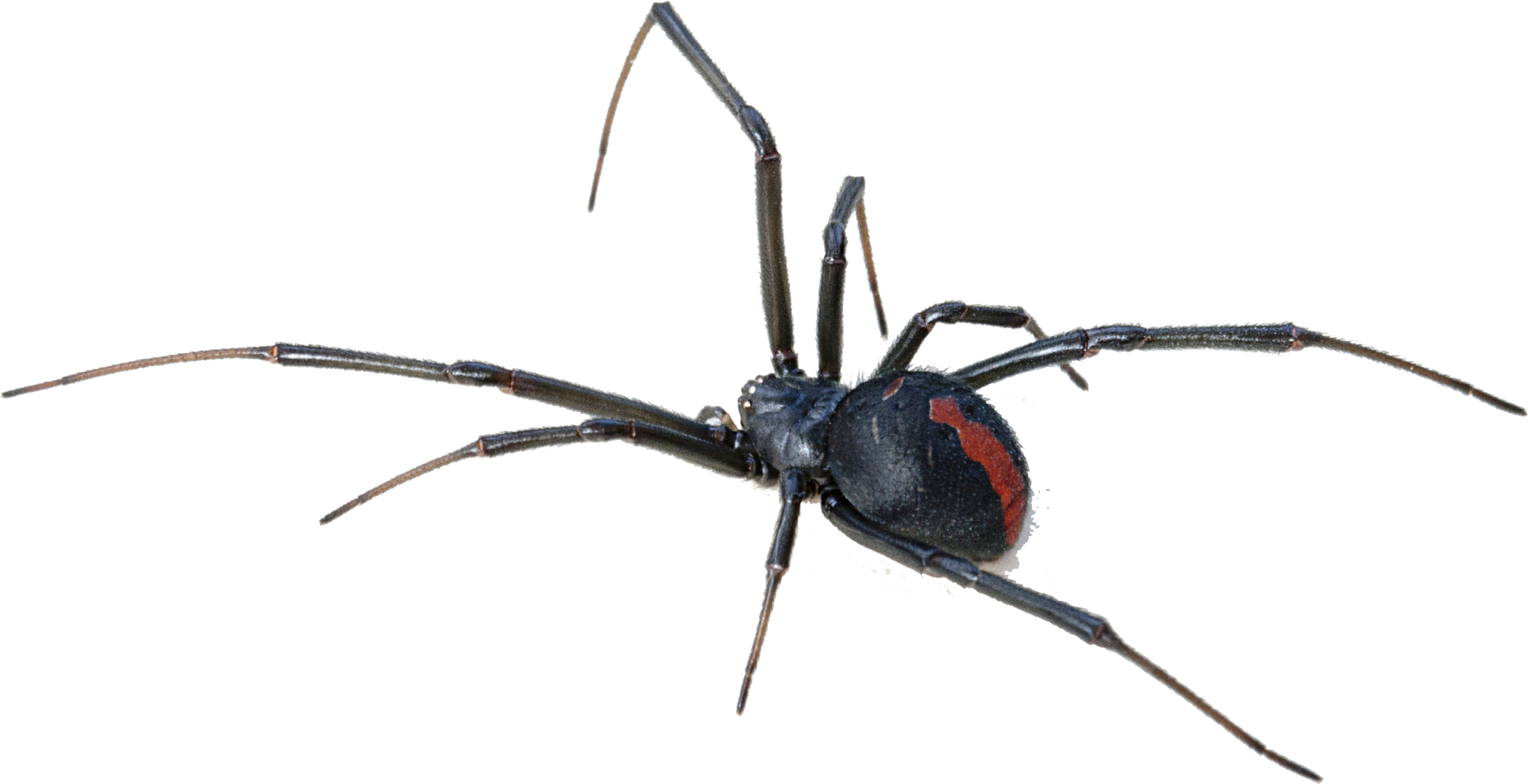 Wallpaper #TPS6OZMBKFX8bn3ra3dt86 Download Black Widow Spider Transparent Image Hq Png Image