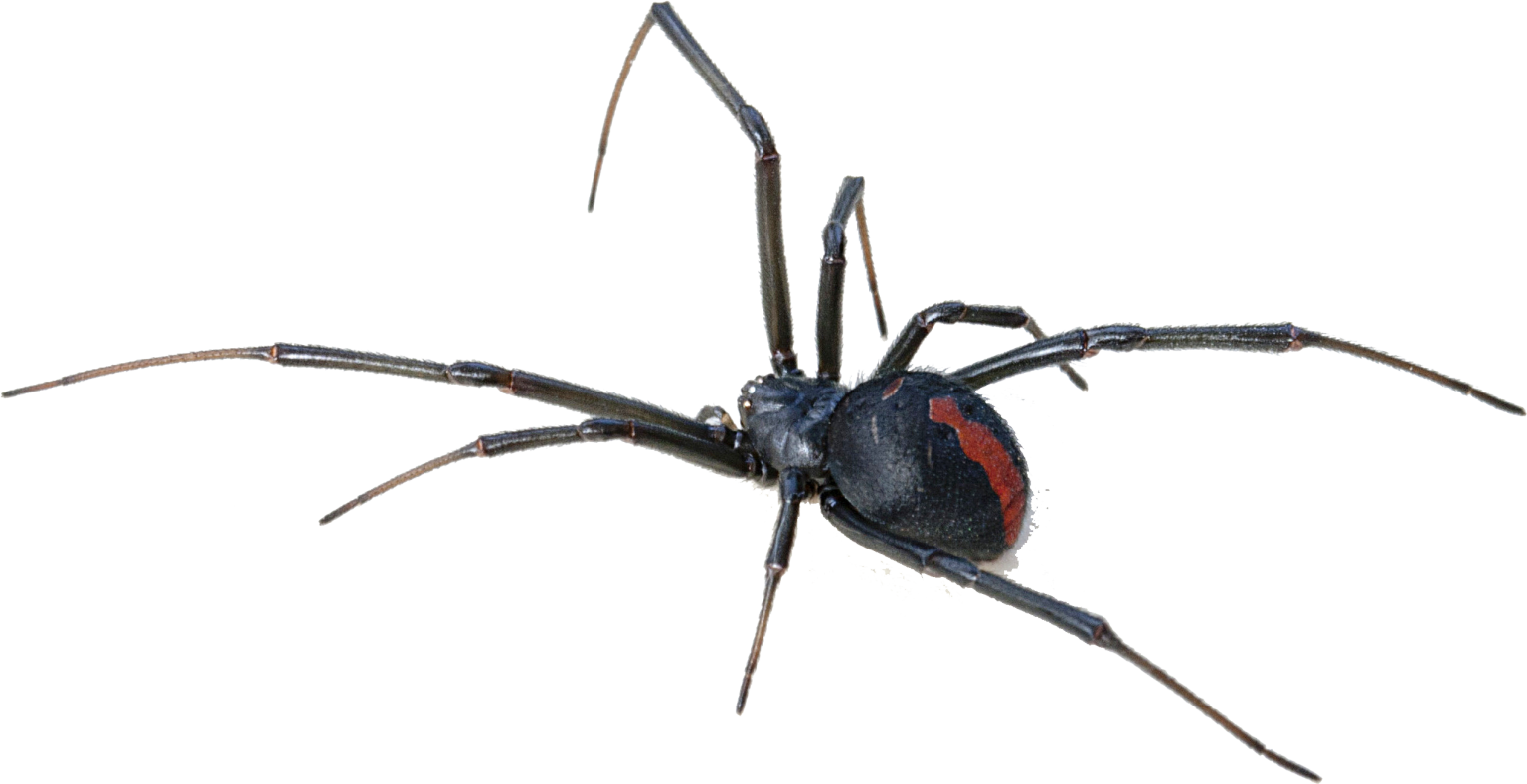 Wallpaper #n2GfLpMB3VrvfBrRMSSm200 Black Widow Spider