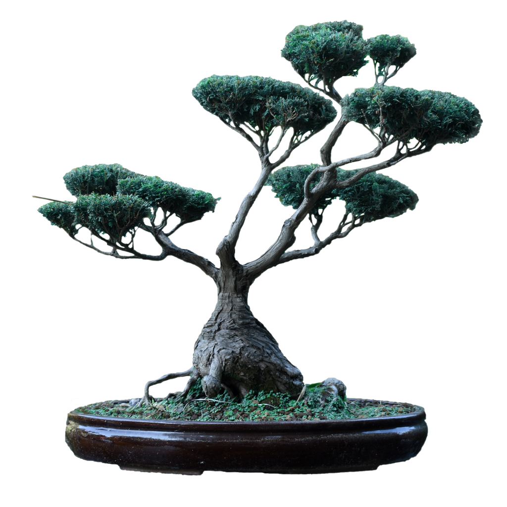Wallpaper #jWdLE5MBSpphPi3-Rv-o189 Free Bonsai Tree Png Downloads High Quality Images