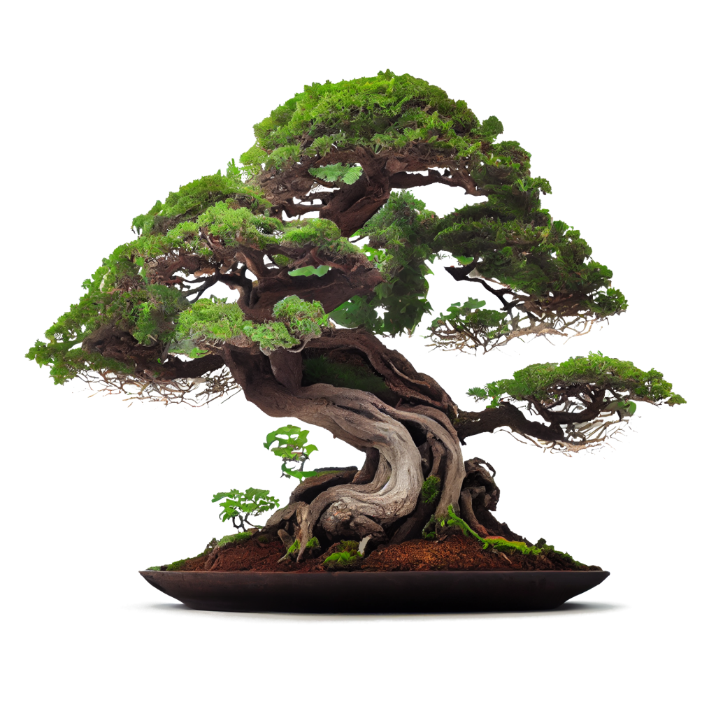 Wallpaper #jWdLE5MBSpphPi3-Rv-o182 Free Bonsai Tree Png Images Download Now