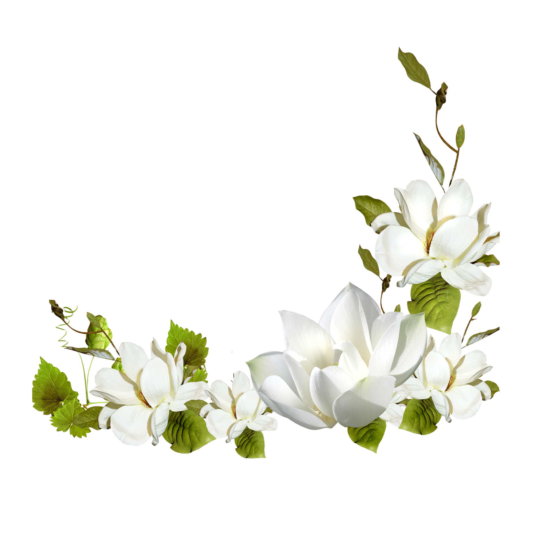 Wallpaper #t2hTIpMBSpphPi3-9TIw245 White Flower Png 9887179 Png Transparent Background