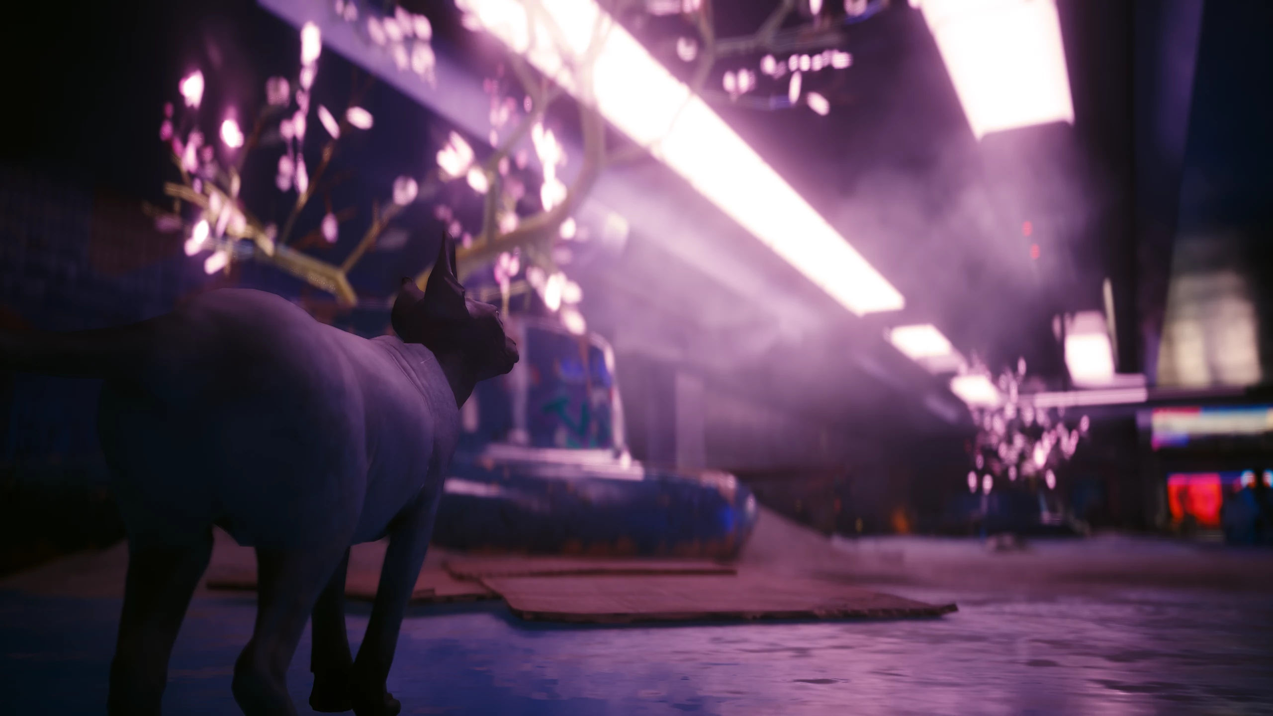 Wallpaper #2W0WaJcBycdYOYFTPW9J151 Nibbles Explores Dogtown at Cyberpunk 2077 Nexus Mods and Community