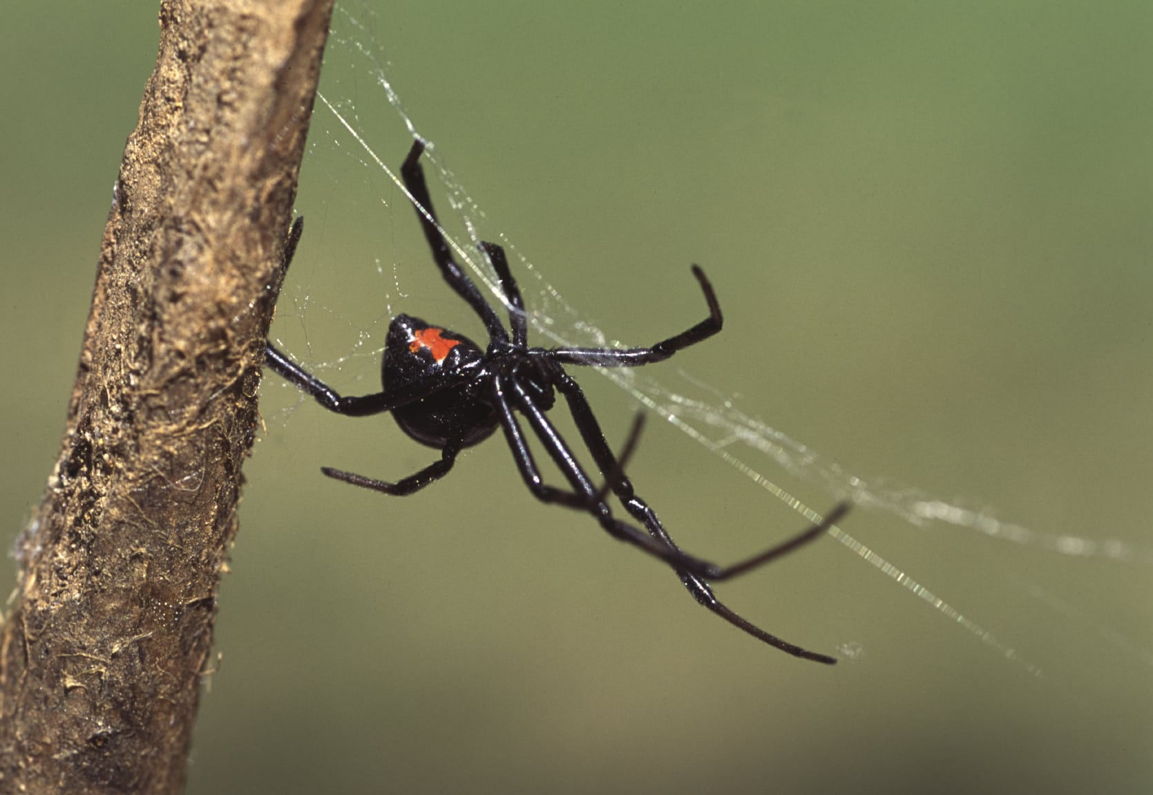 Wallpaper #W1hkNJMBzN9vxX34uDxr11 Black Widow and Recluses Avoiding Venomous Spiders of the Southeast