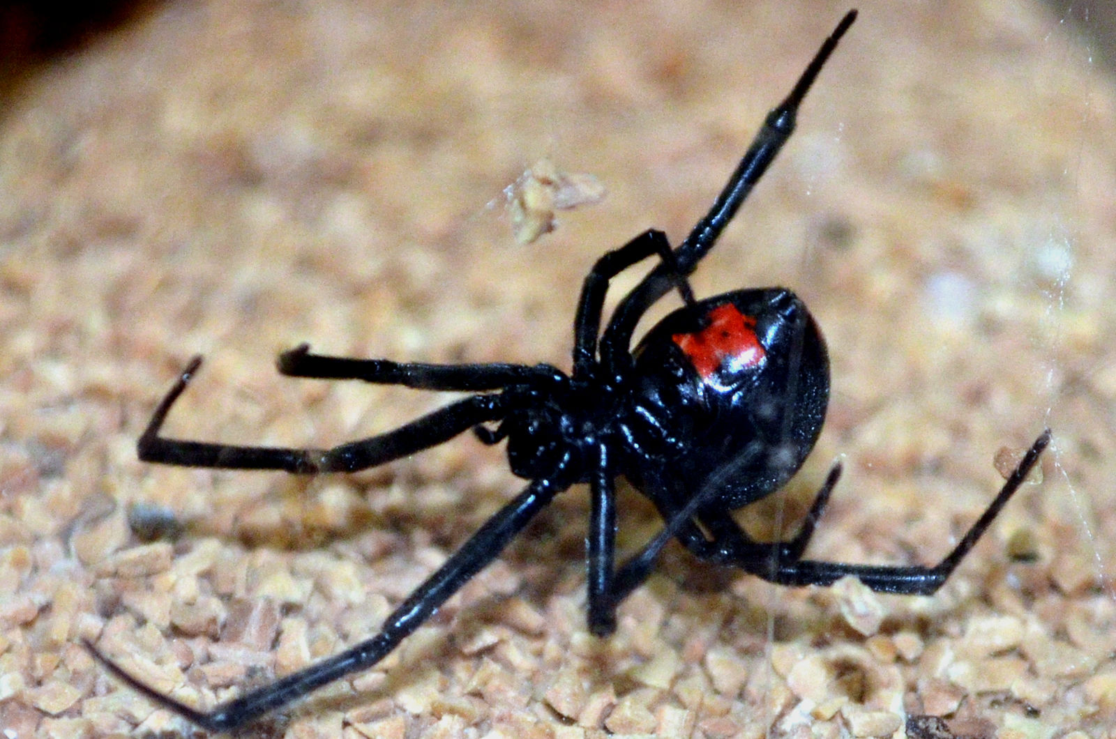 Wallpaper #5vQUOpMBKFX8bn3rPHdj275 Scary Spiders Black Widows Greensboro Science Center