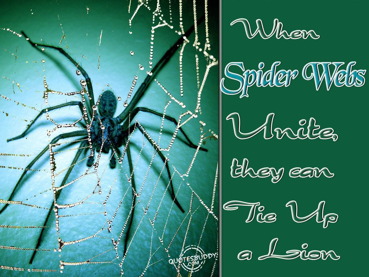 Wallpaper #9FiONJMBzN9vxX34-Dwl5 Quotes About Spider Webs Quotesgram