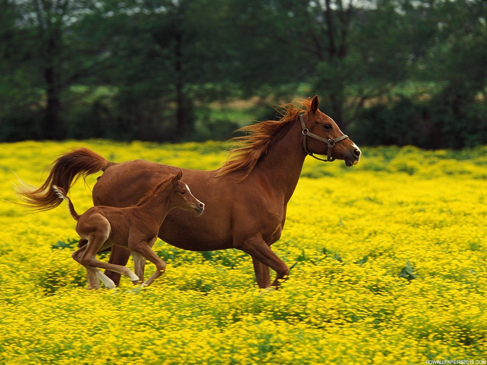 Wallpaper #9h2ULJMBlOZrFDOkbsoH148 Horse Wallpapers for Desktop High Definition Wallpapers High