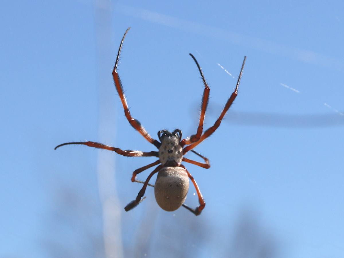 Wallpaper #dmevDpMBSpphPi3-H-tz176 5 Facts Travellers Should Know About Australian Spiders