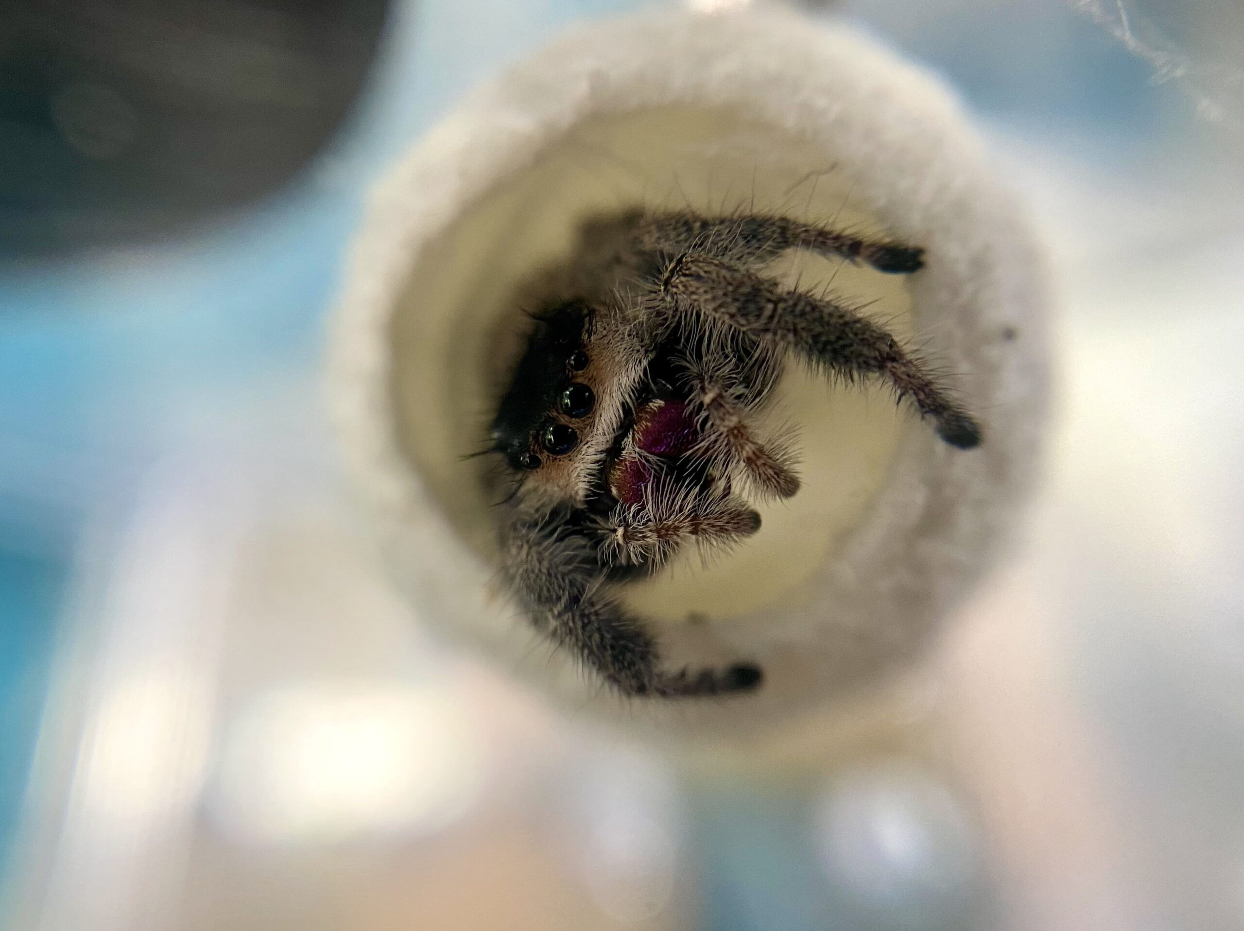 Wallpaper #e2dv9JIBSpphPi3-JXru168 Regal Jumping Spider Bite