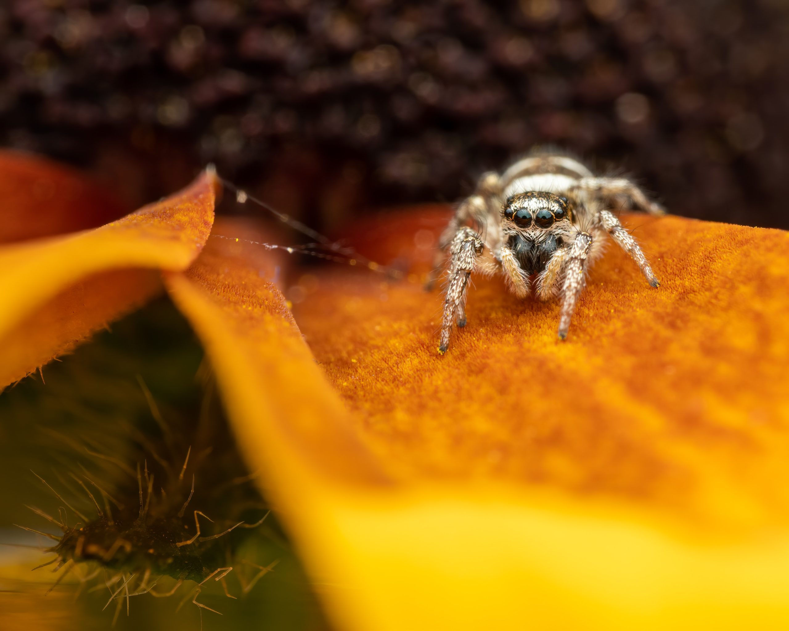 Wallpaper #e2dv9JIBSpphPi3-JXru304 Behavior of Jumping Spiders Spiders Web Hq
