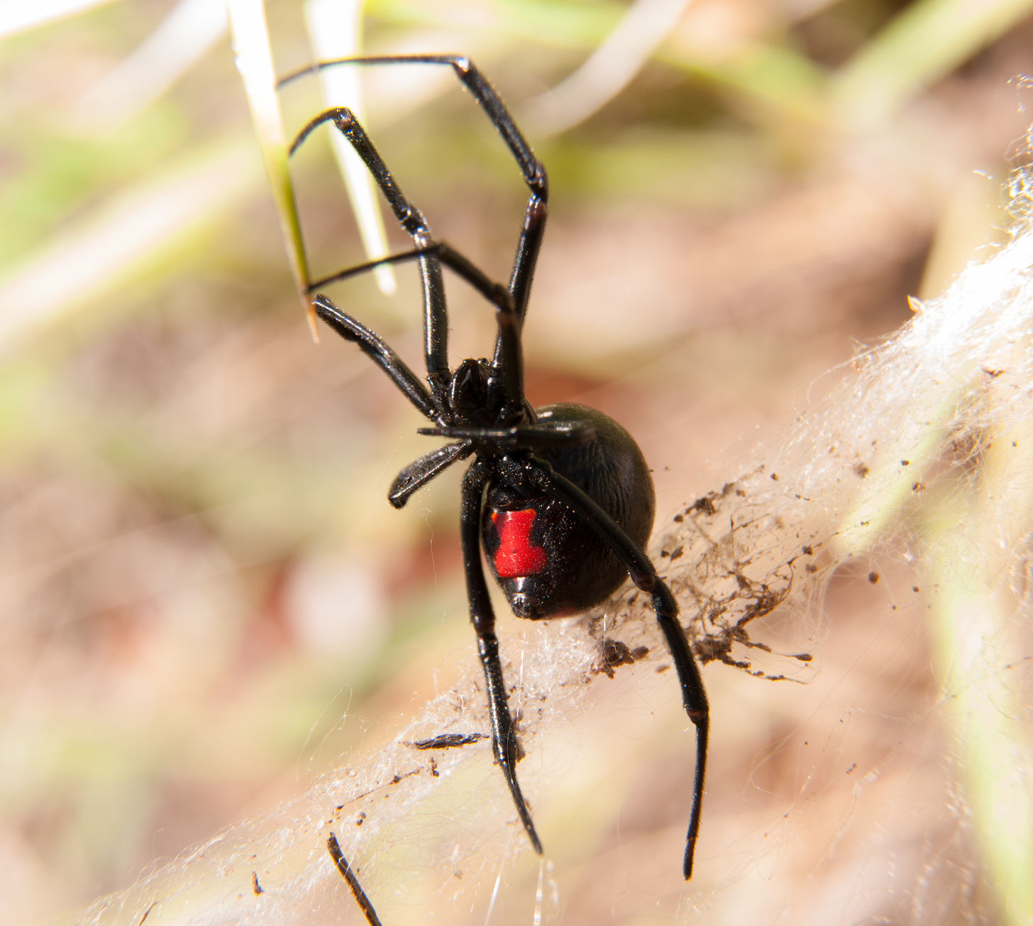 Wallpaper #5vQUOpMBKFX8bn3rPHdj94 Black Widow Spider Pest Control in Utah Stewarts