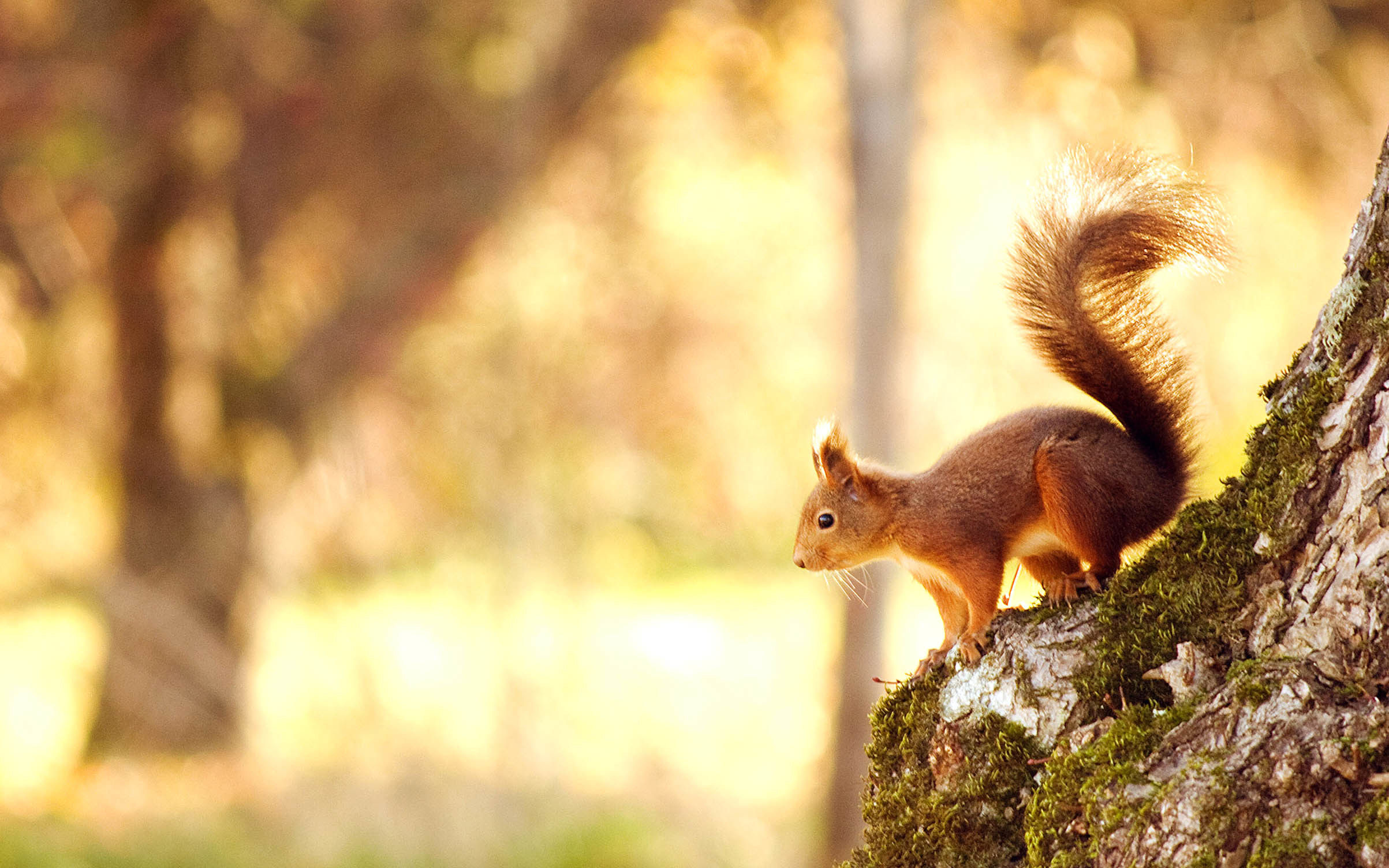 Wallpaper #7HcHKJMB-pgBXx60z6g3208 Cool Backgrounds of Animals 65 Images